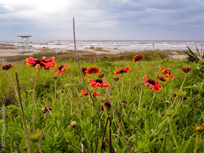 Galveston Beach in February