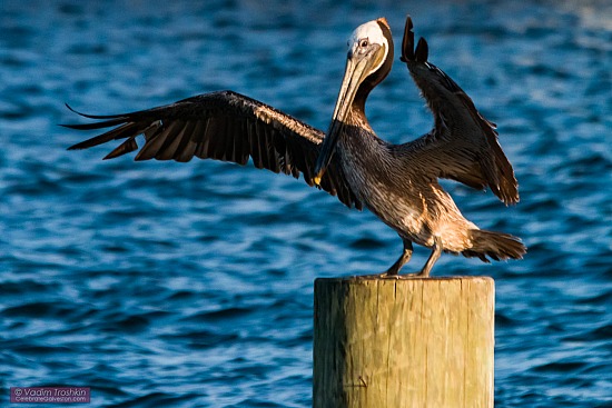 Galveston Pelicans