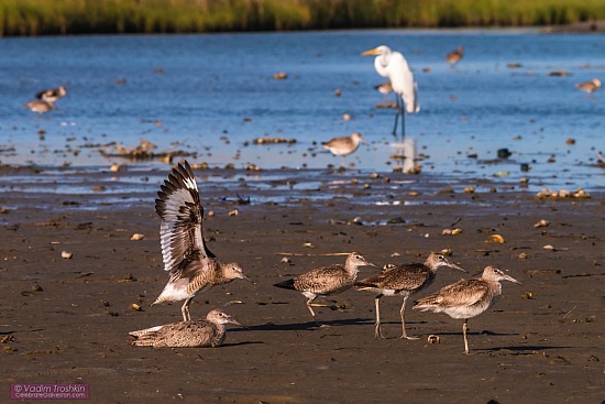 Galveston Birds: Willet