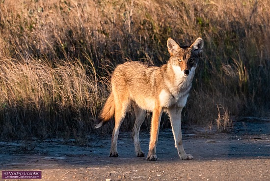 Galveston "coyote" with Red wolf DNA