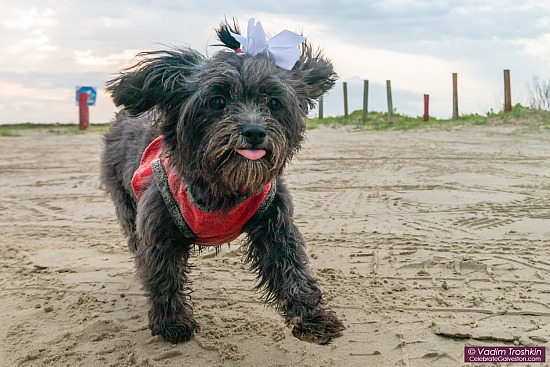 May 7, 2019. Dog at the beach...